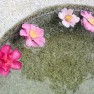 http://www.sxc.hu/photo/403137